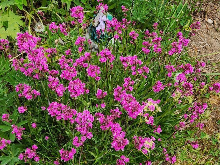 Maison Chaleureuse, Energetique Et Florale แชร์บูร์ก ภายนอก รูปภาพ